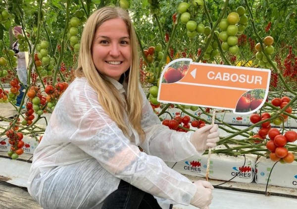 El segmento del cherry rama seguirá creciendo, según BASF | Nunhems