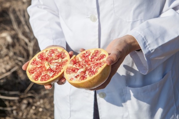 Buscan mejorar la calidad de la granada mollar de Elche frente al cambio climático