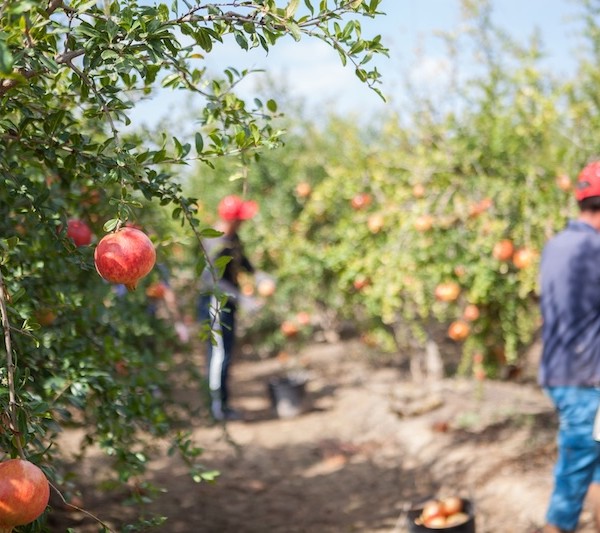 Buscan mejorar la calidad de la granada mollar de Elche frente al cambio climático