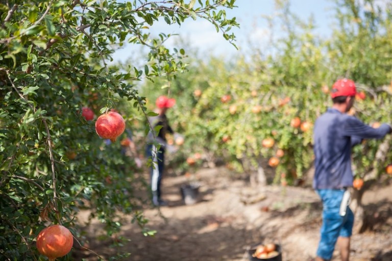 Buscan mejorar la calidad de la granada mollar de Elche frente al cambio climático