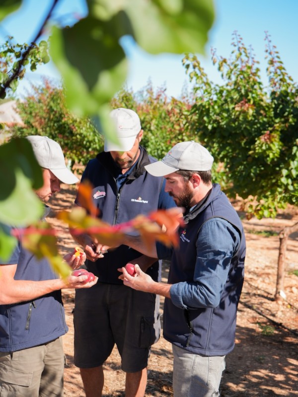 PSB, al frente de la innovación en fruta de hueso extra temprana