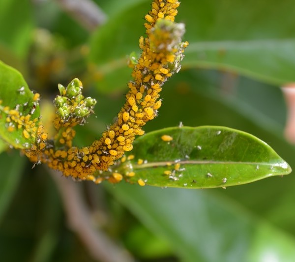 Ingenieros agrícola alertan del aumento "sin precedentes" de plagas en Andalucía