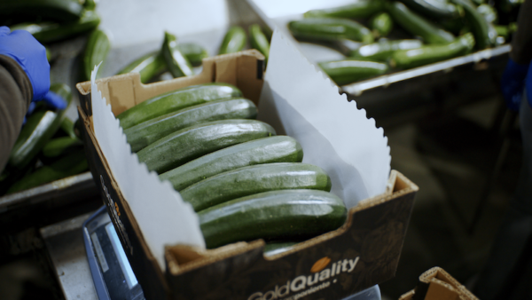 Hortalizas de Agroponiente