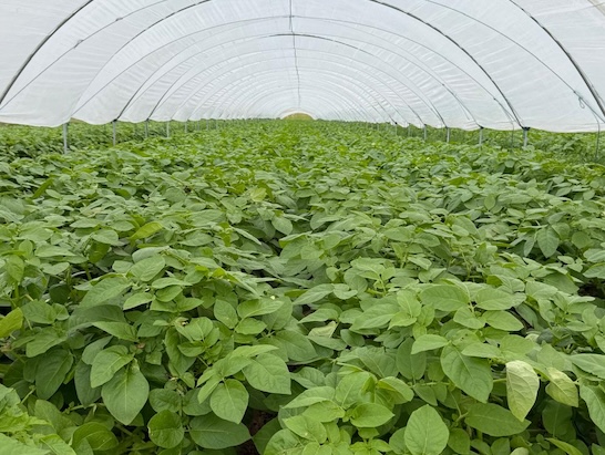 Patatas Meléndez inicia en Andalucía la campaña de patata nueva