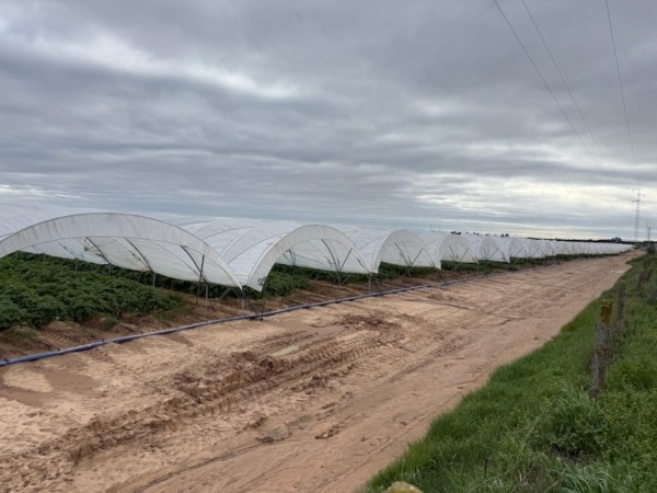 Patatas Meléndez inicia en Andalucía la campaña de patata nueva