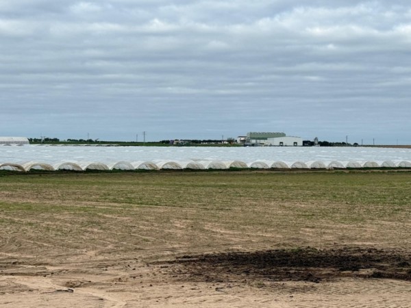 Patatas Meléndez inicia en Andalucía la campaña de patata nueva