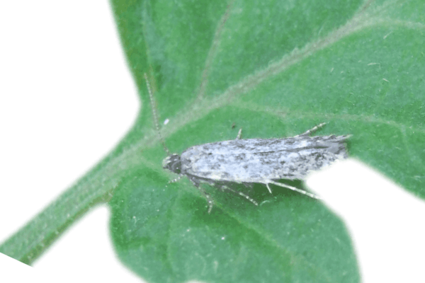 ISONET® ATT, confusión sexual para el control de Anarsia lineatella