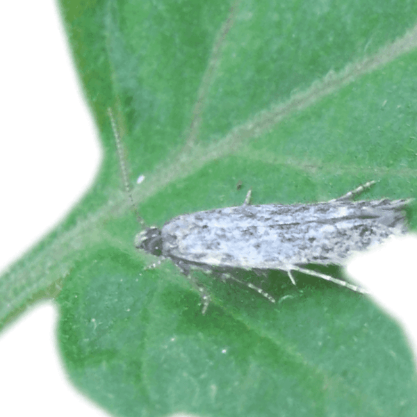 ISONET® ATT, confusión sexual para el control de Anarsia lineatella