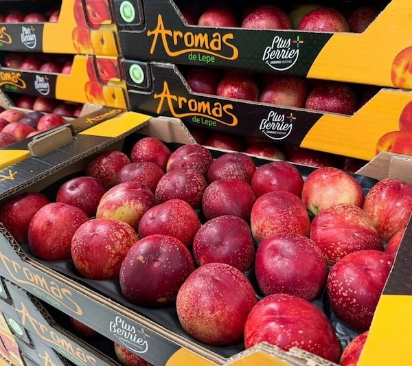 Plus Berries inicia la campaña de fruta extratemprana en Huelva