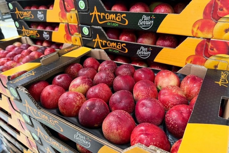 Plus Berries inicia la campaña de fruta extratemprana en Huelva