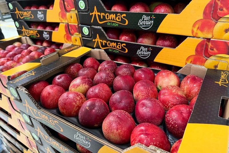 Plus Berries inicia la campaña de fruta extratemprana en Huelva