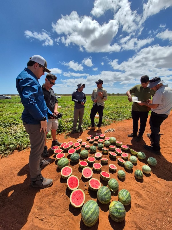 Campo de sandías Hazera