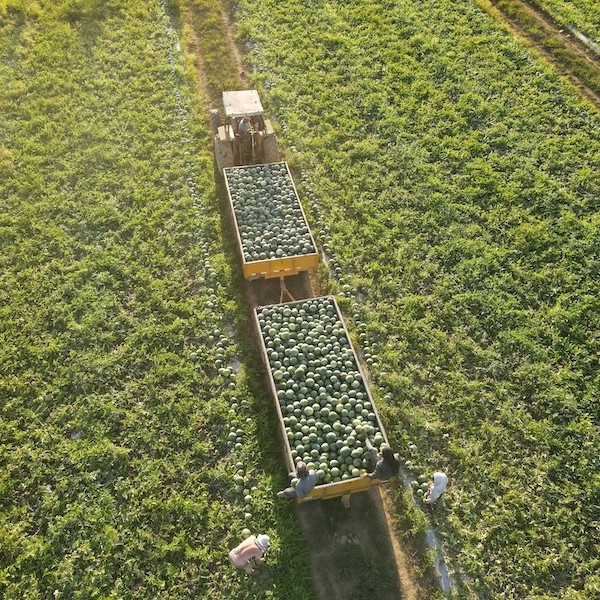 Hazera redefine la categoría de mini sandías