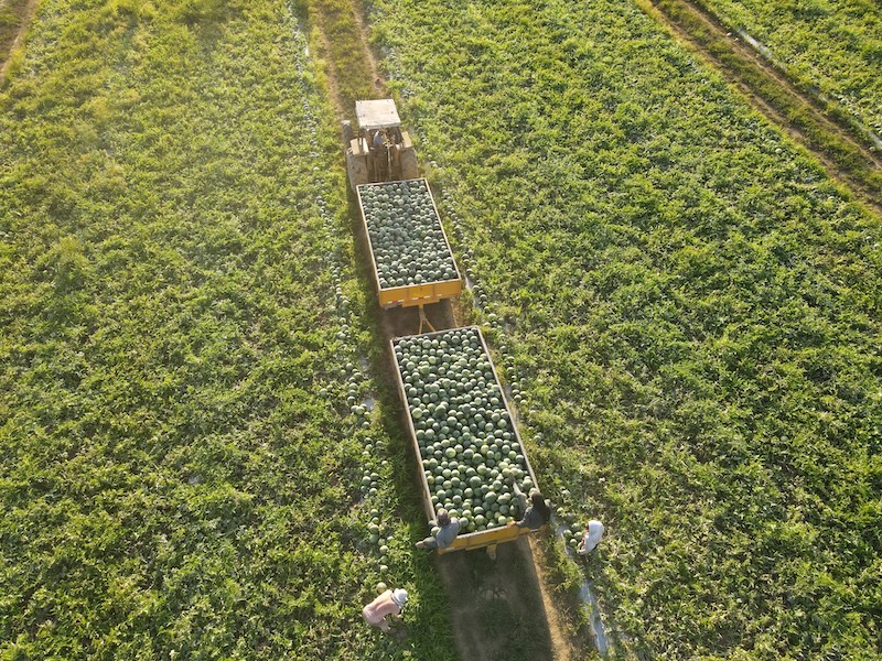 Hazera redefine la categoría de mini sandías