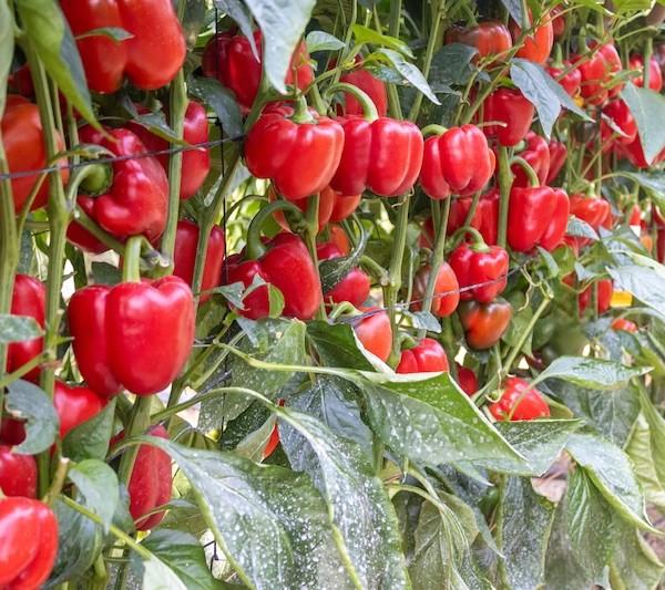 Cancerbero, Arquero y Vigilante son 'Los Guardines del Pimiento' de CapGen Seeds