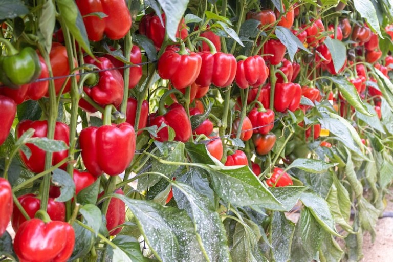 Cancerbero, Arquero y Vigilante son 'Los Guardines del Pimiento' de CapGen Seeds