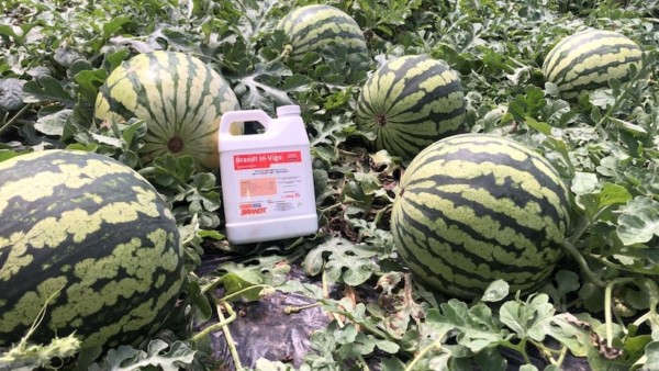 BRANDT InVigo mejora el cuaje y el rendimiento comercial de sandía y melón