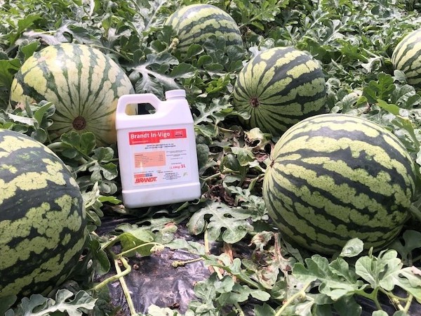 BRANDT InVigo mejora el cuaje y el rendimiento comercial de sandía y melón