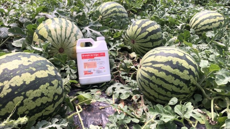BRANDT InVigo mejora el cuaje y el rendimiento comercial de sandía y melón
