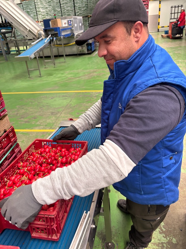 Campo y Tierra prevé cosechar hasta 5 millones kg de cereza esta campaña