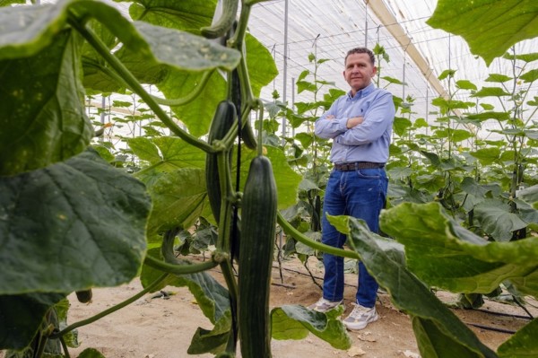Emilio Pérez (Coprohníjar): “El pepino es tendencia consolidada en Níjar”