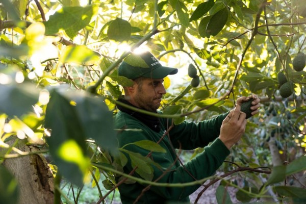 Montosa aumenta más de un 20 % su volumen de fruta hasta marzo