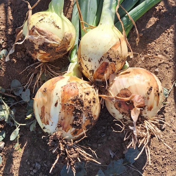 Revolution, precocidad y potencia radicular en la nueva cebolla de Bejo