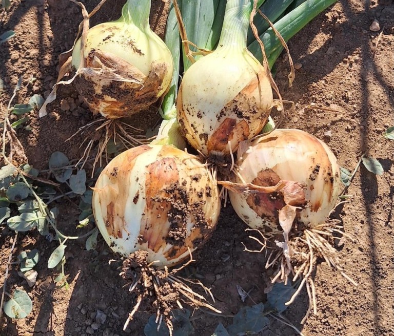 Revolution, precocidad y potencia radicular en la nueva cebolla de Bejo