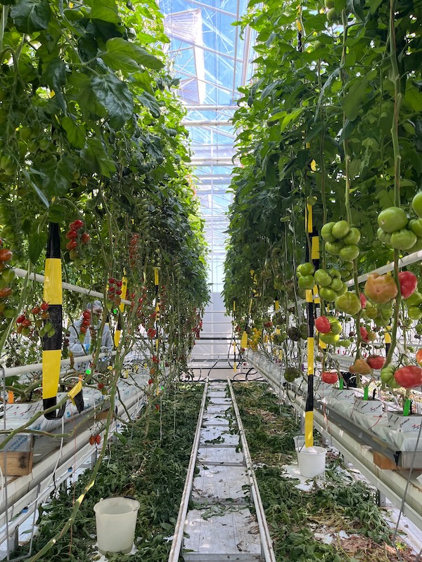 El YES de Yuksel a la agricultura ‘high-tech’