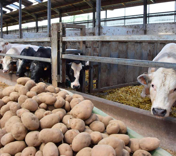 La producción francesa de patatas se ha disparado y hay un millón de toneladas de sobrantes con la nueva temporada en ciernes.
