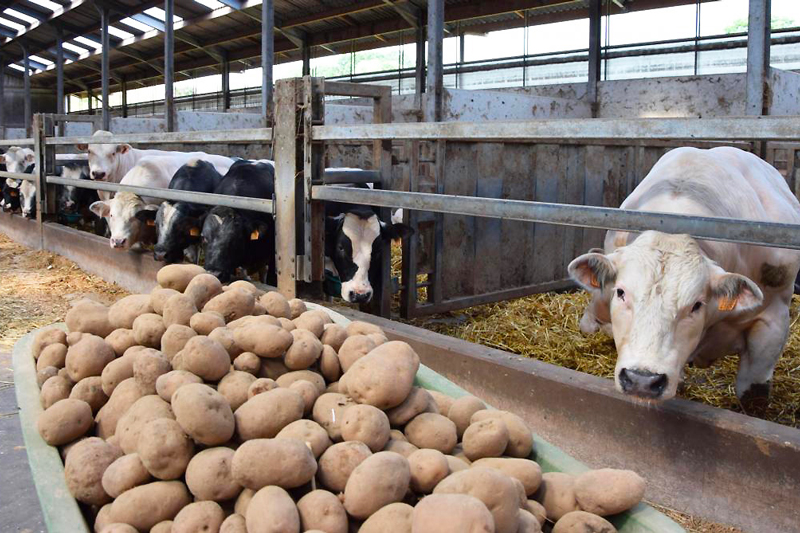 La producción francesa de patatas se ha disparado y hay un millón de toneladas de sobrantes con la nueva temporada en ciernes.