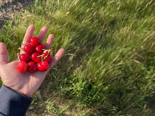Campo y Tierra prevé cosechar hasta 5 millones kg de cereza esta campaña