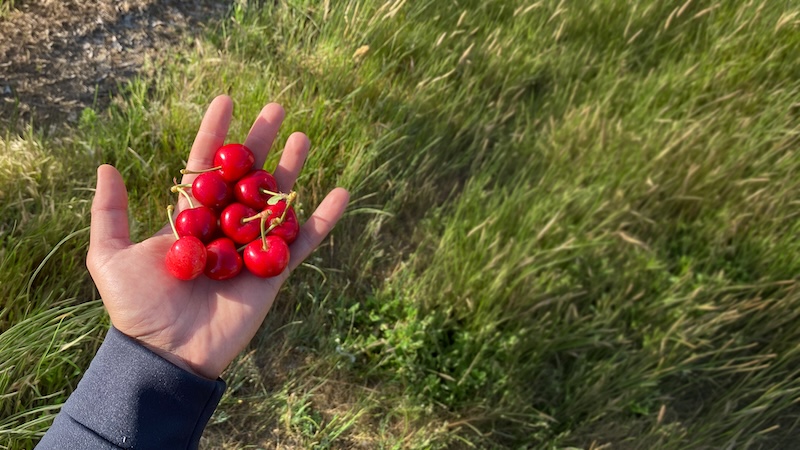 Campo y Tierra prevé cosechar hasta 5 millones kg de cereza esta campaña