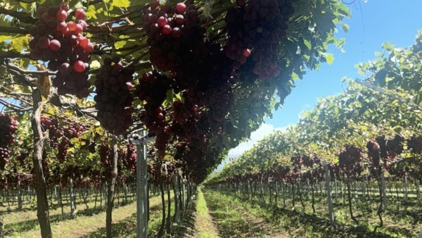AMFRESH adelanta la campaña de uva del hemisferio norte con producción en el Caribe