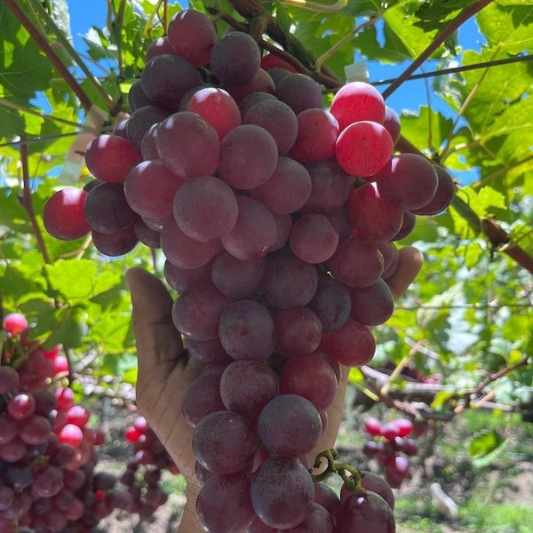 Paine Schwartz adquiere el 3 % del grupo español agroalimentario AM Fresh