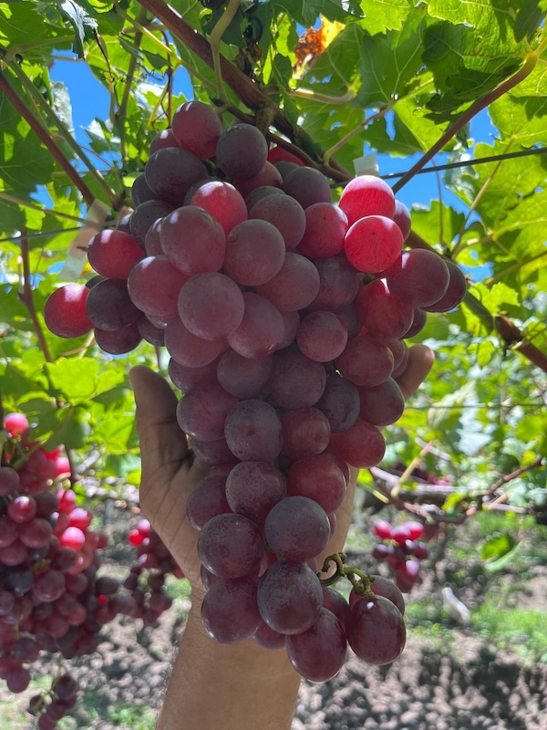 AMFRESH adelanta la campaña de uva del hemisferio norte con producción en el Caribe