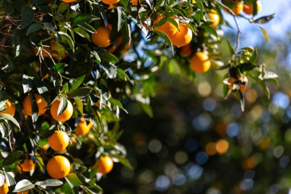 La agricultura Bio-Inclusiva de El Cerro