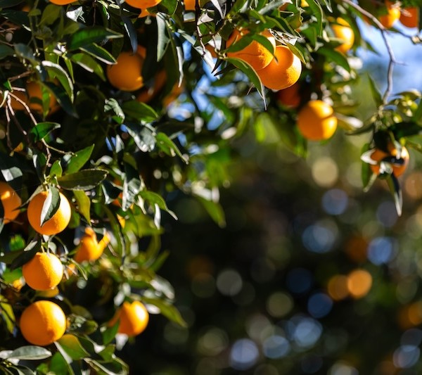 La agricultura Bio-Inclusiva de El Cerro