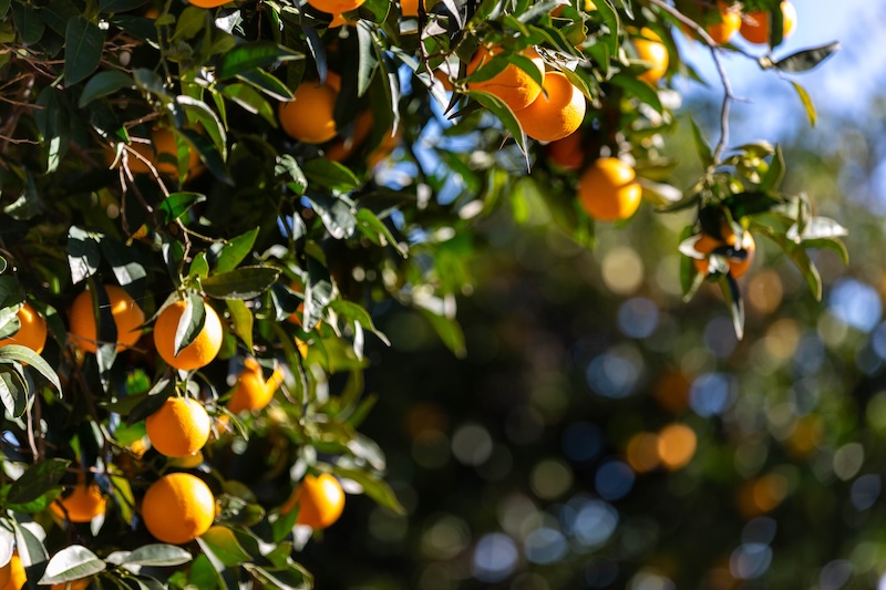 La agricultura Bio-Inclusiva de El Cerro