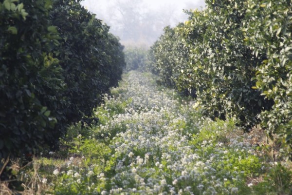 La agricultura Bio-Inclusiva de El Cerro
