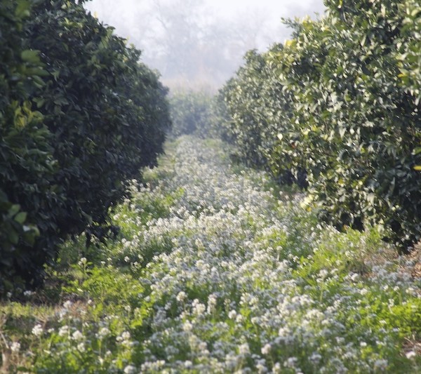 Finca El Cerro, de Bollo Natural Fruit, en Carmona (Sevilla)