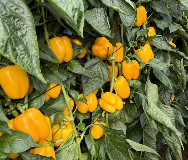 Sulis F1, pimiento California amarillo de HM.CLAUSE.
