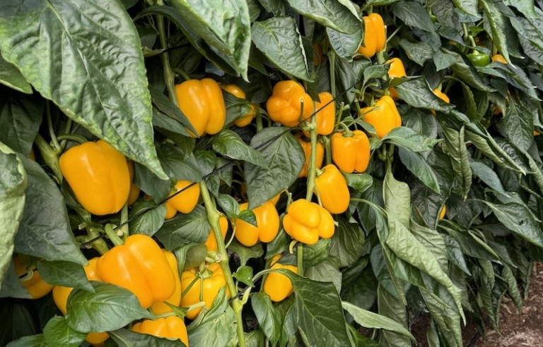 Sulis F1, pimiento California amarillo de HM.CLAUSE.
