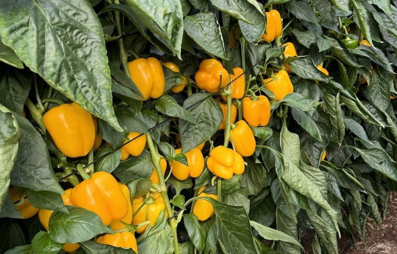 Sulis F1, pimiento California amarillo de HM.CLAUSE.