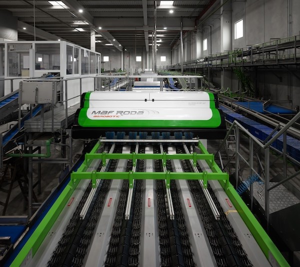 StoneFruitsQS, la nueva propuesta de software de MAF RODA para fruta de hueso