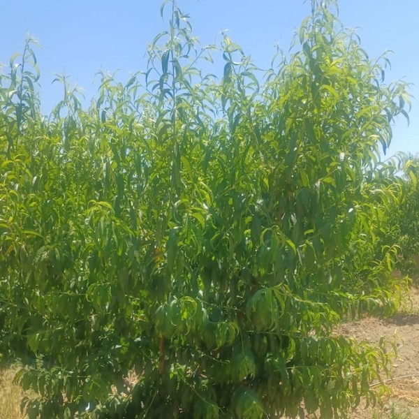 Las heladas reducen hasta un 90 % la cosecha de melocotón en Guadix (Granada)