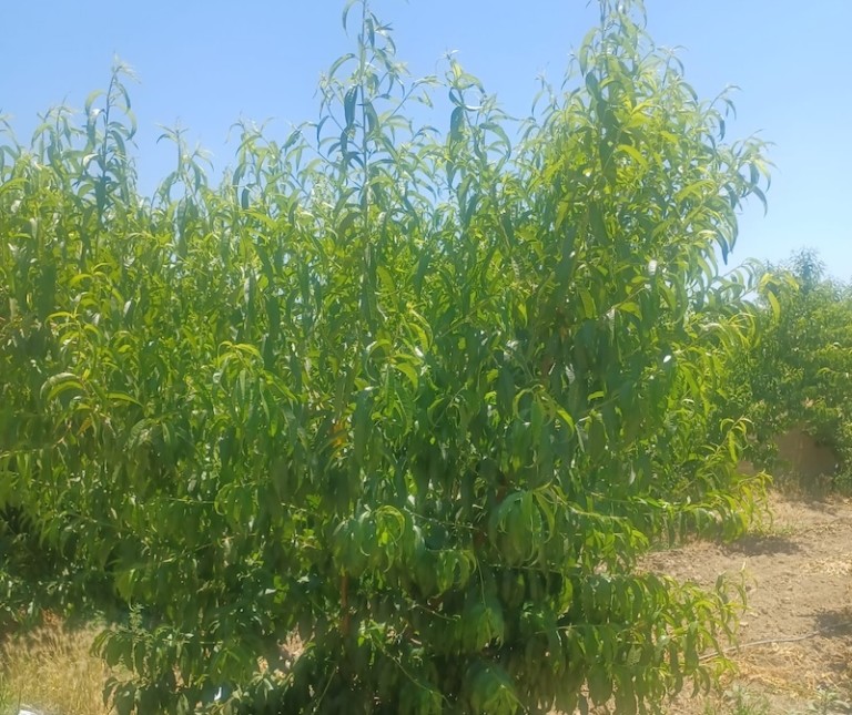 Las heladas reducen hasta un 90 % la cosecha de melocotón en Guadix (Granada)
