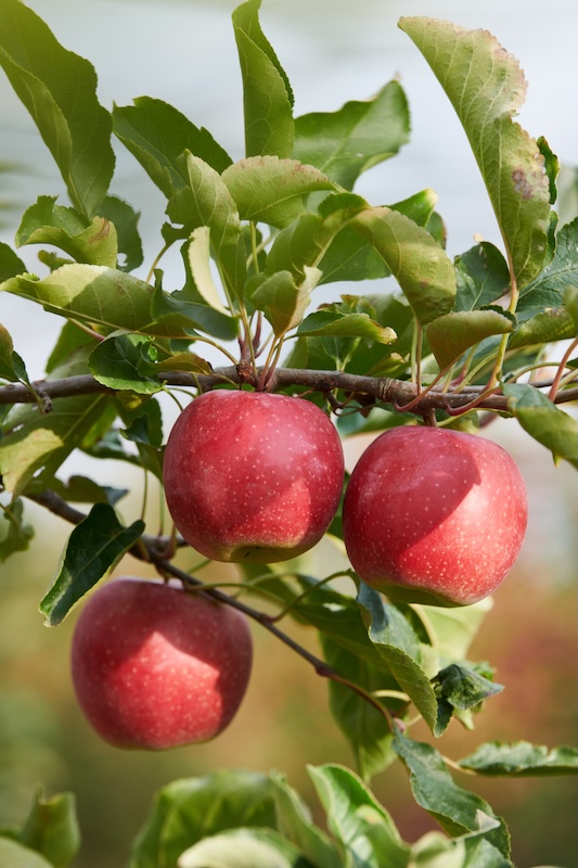 La manzana Joya® mantiene el dinamismo del lineal en verano