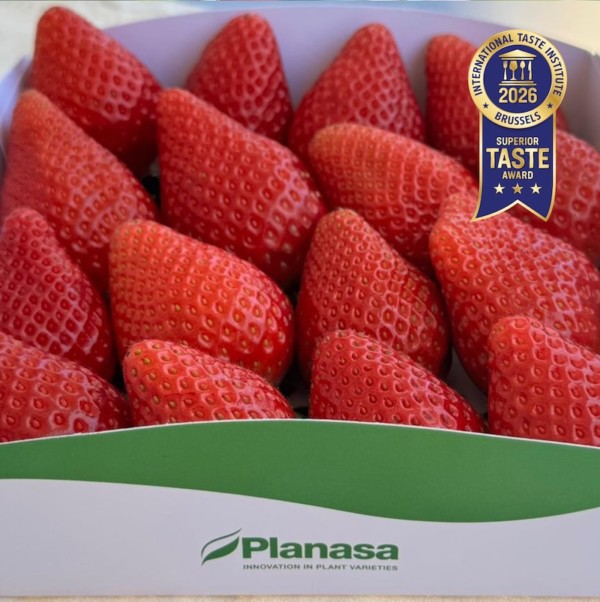 Cuatro nuevas selecciones del programa de mejora de fresa de Planasa han sido reconocidas con el Superior Taste Award.