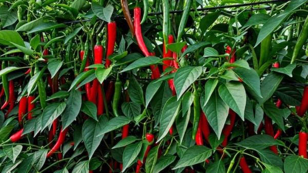 Shama, el nuevo pimiento picante de Yuksel Seeds para invernadero